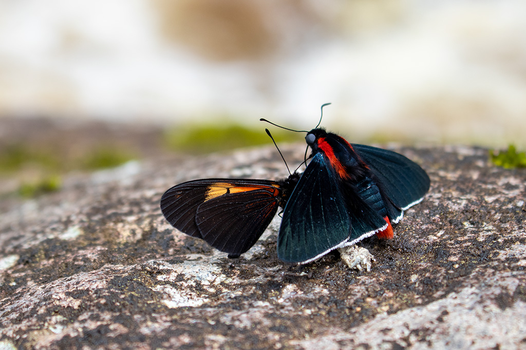 galeria4 Mariposas sobre una roca