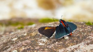 dos mariposas sobre una roca